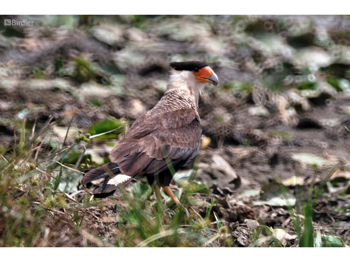 Caracara plancus
