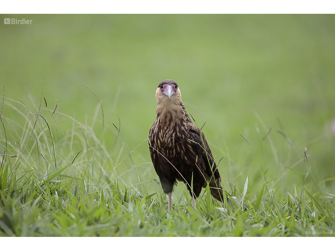Caracara plancus
