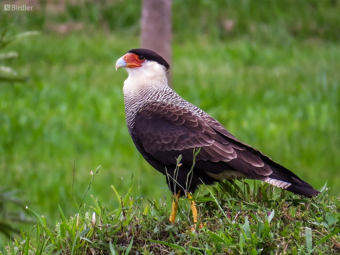 Caracara plancus