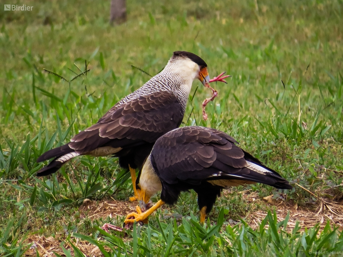 Caracara plancus