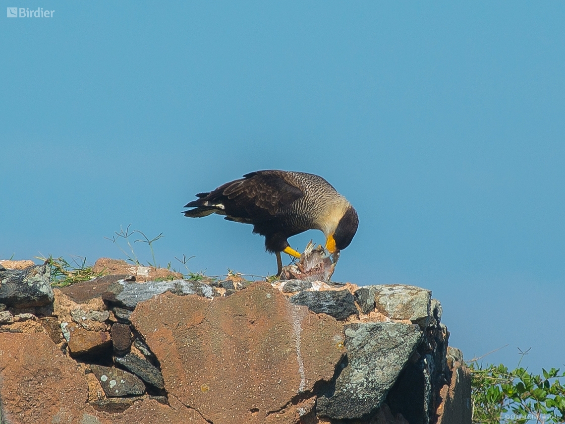 Caracara plancus