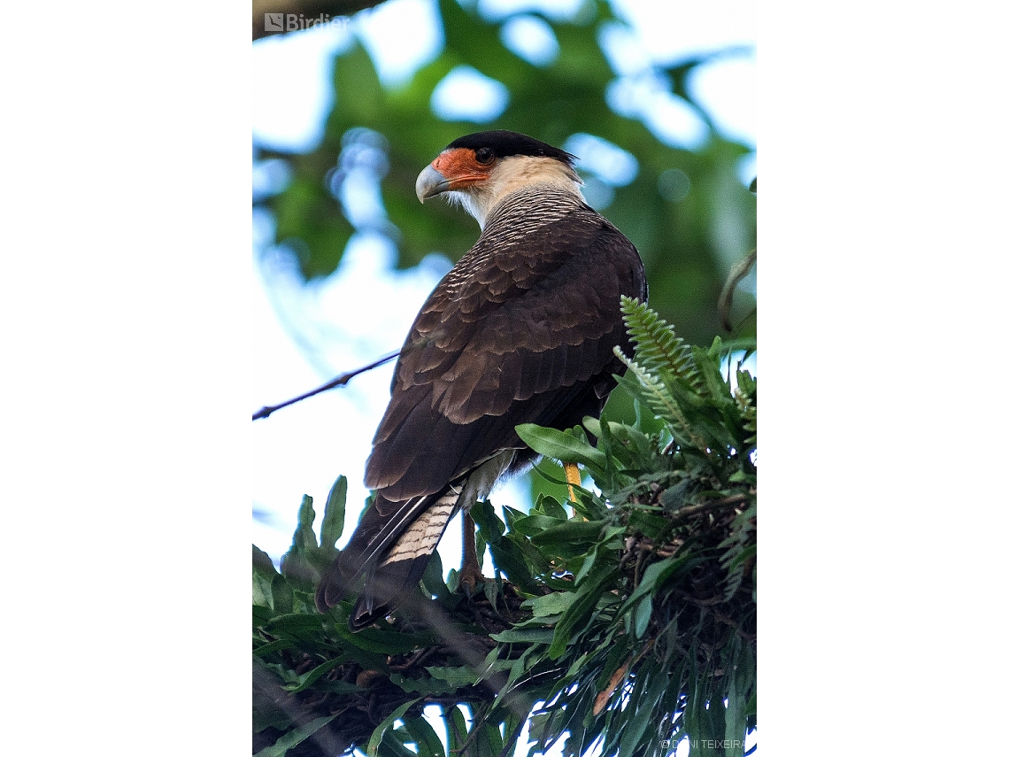 Caracara plancus