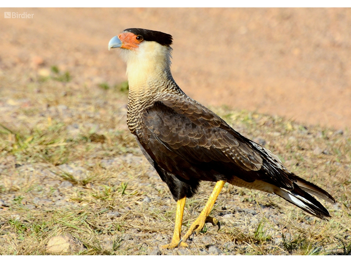 Caracara plancus