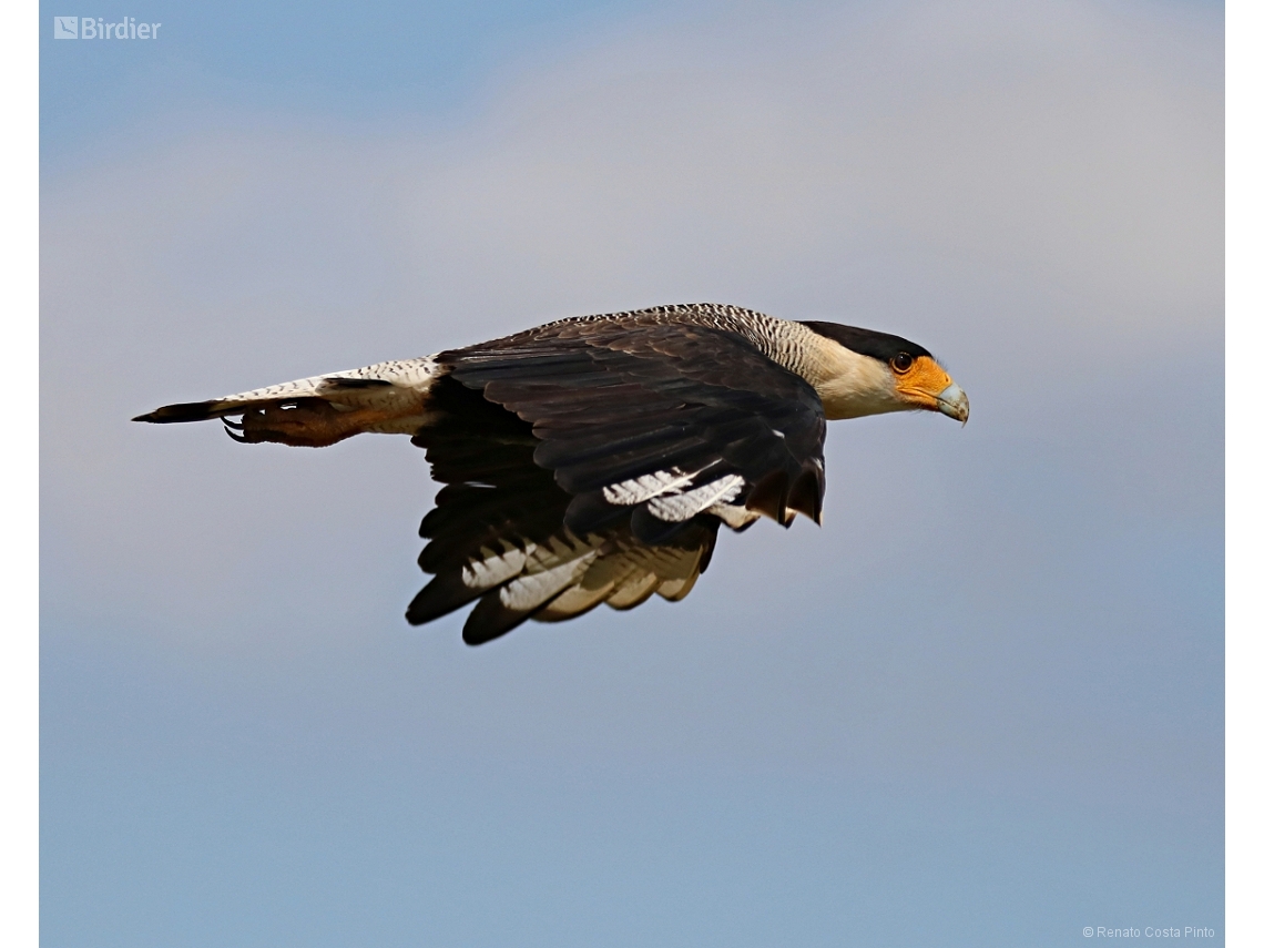 Caracara plancus