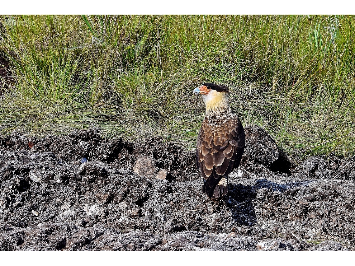 Caracara plancus