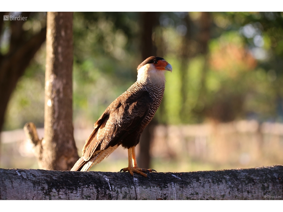 Caracara plancus