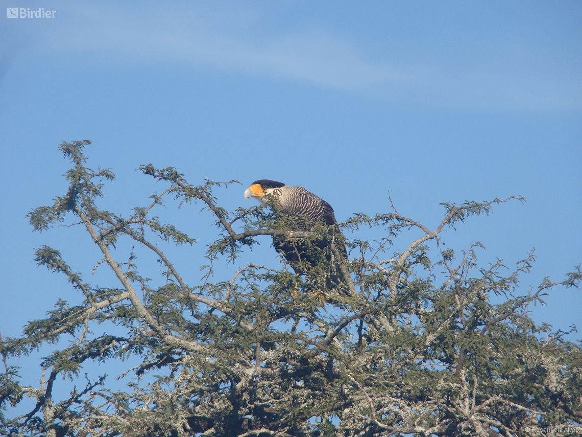 Caracara plancus