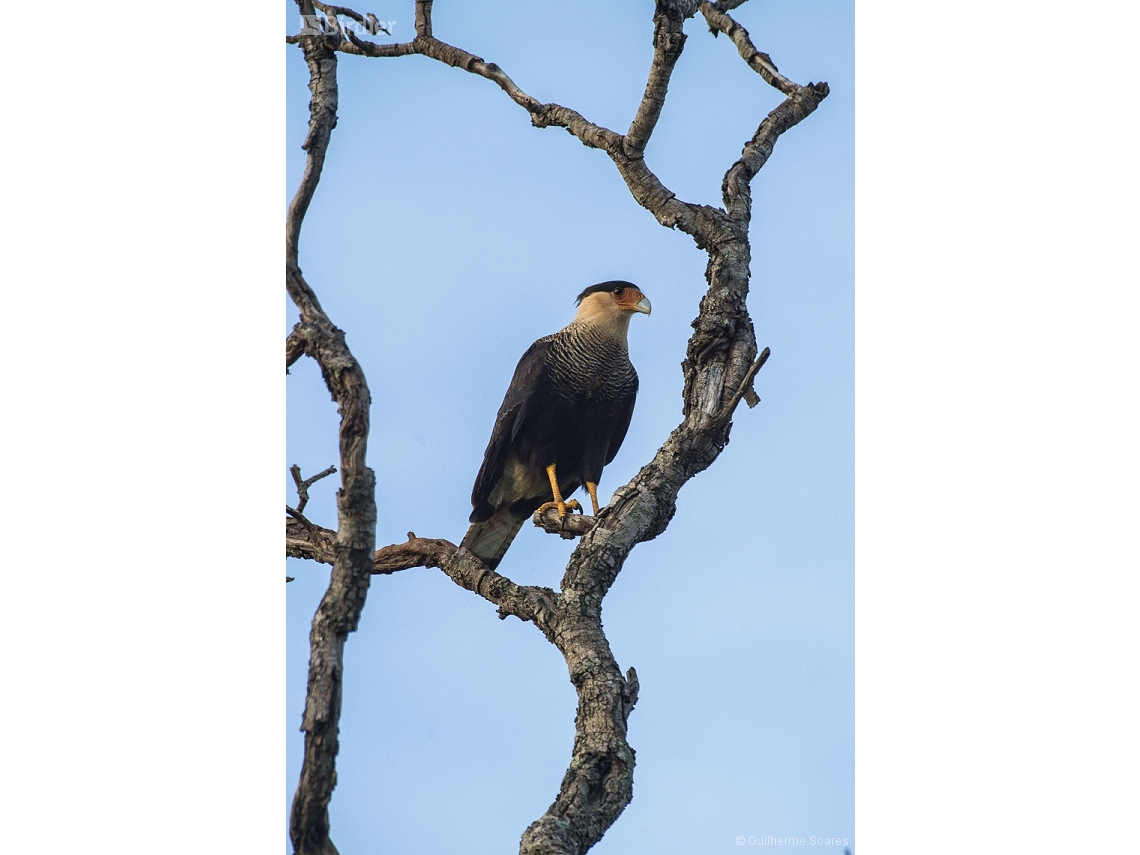 Caracara plancus