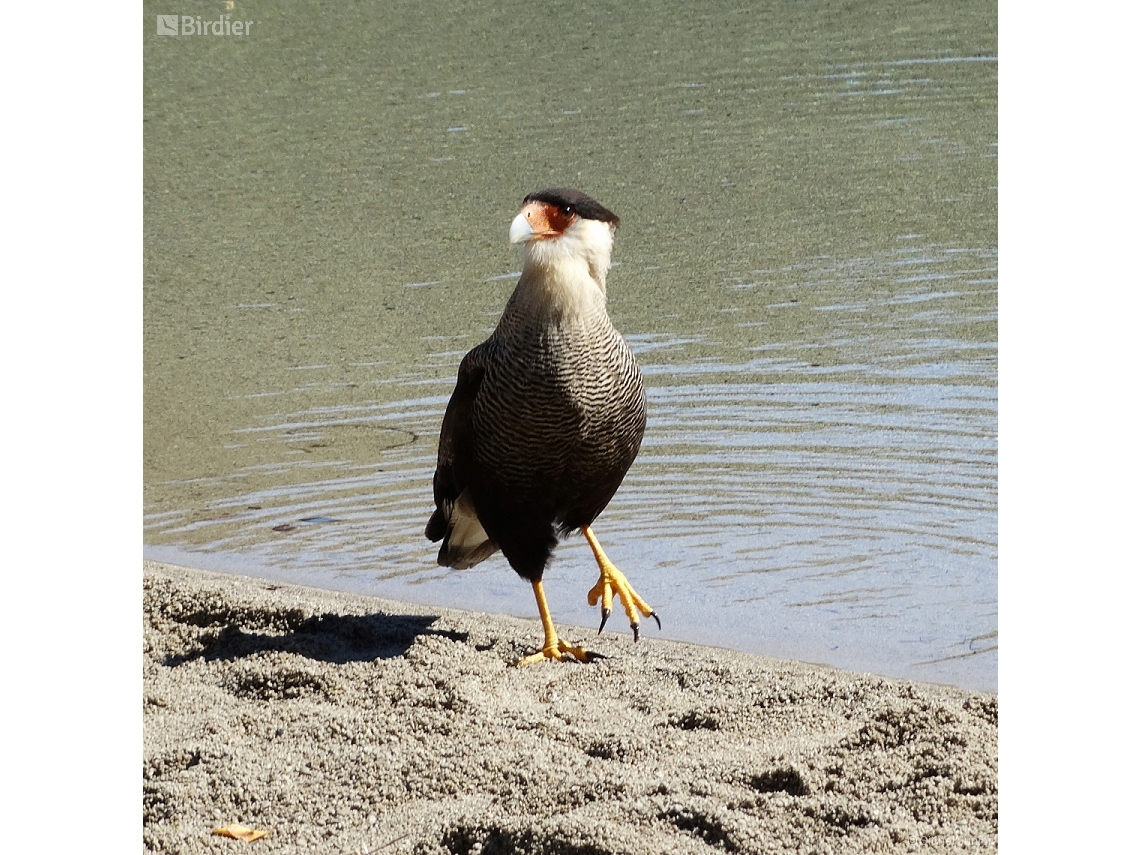 Caracara plancus