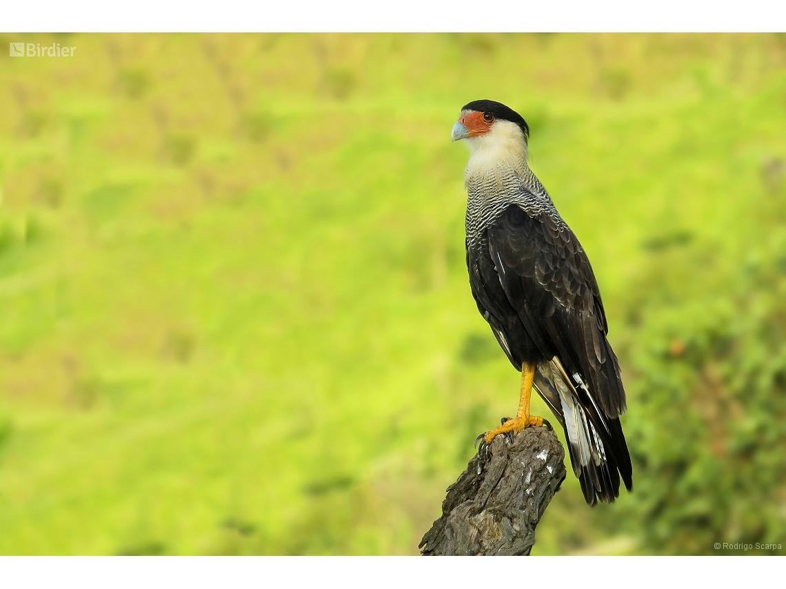 Caracara plancus