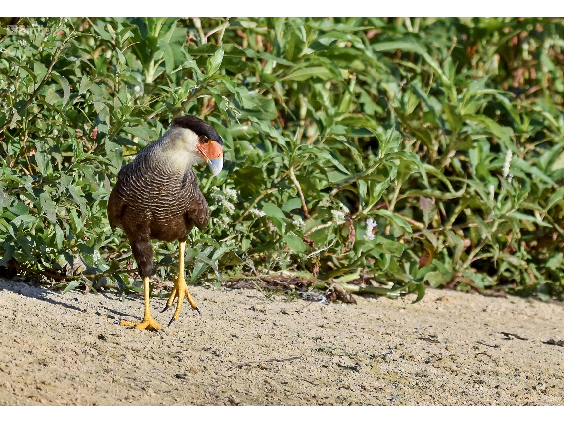 Caracara plancus