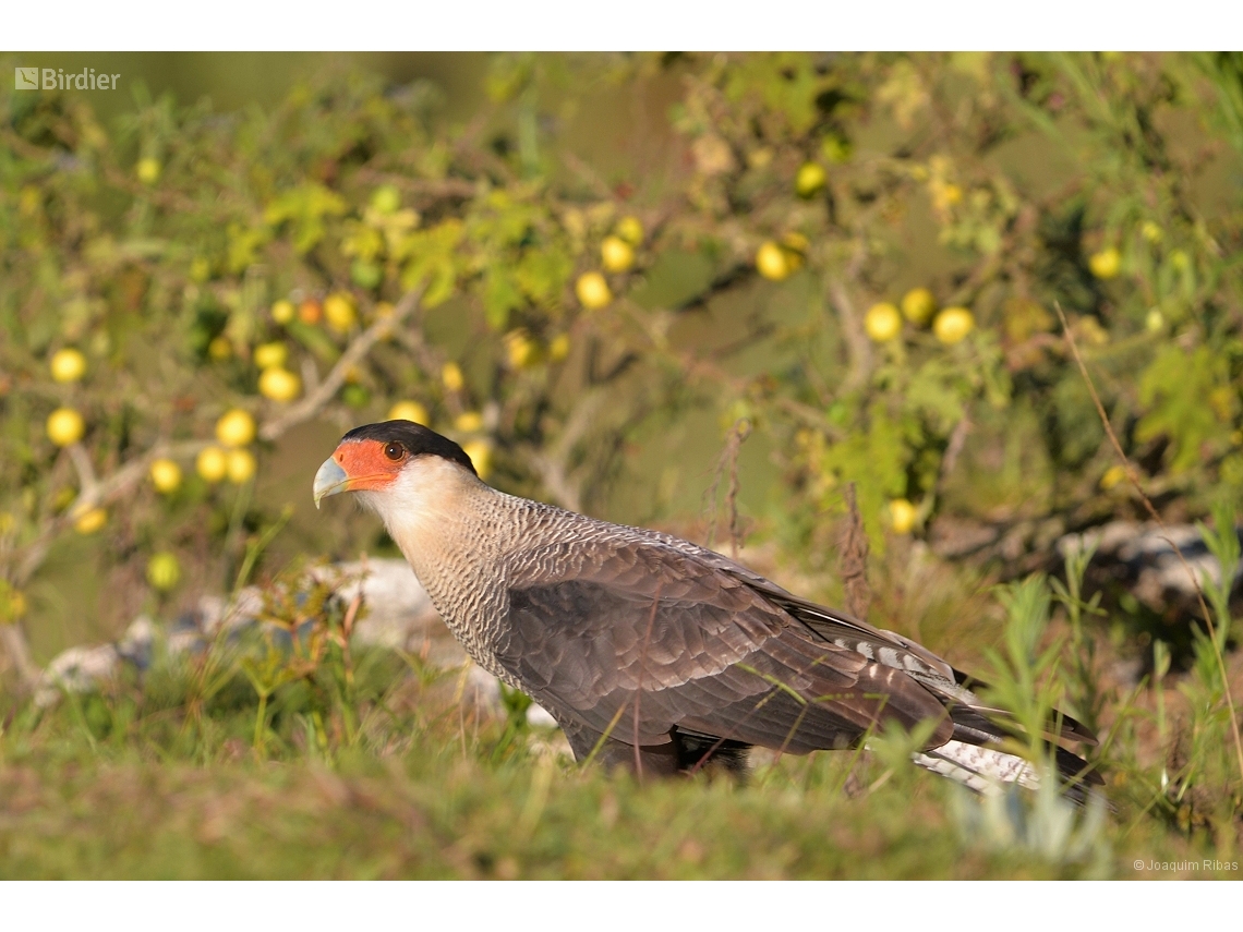 Caracara plancus