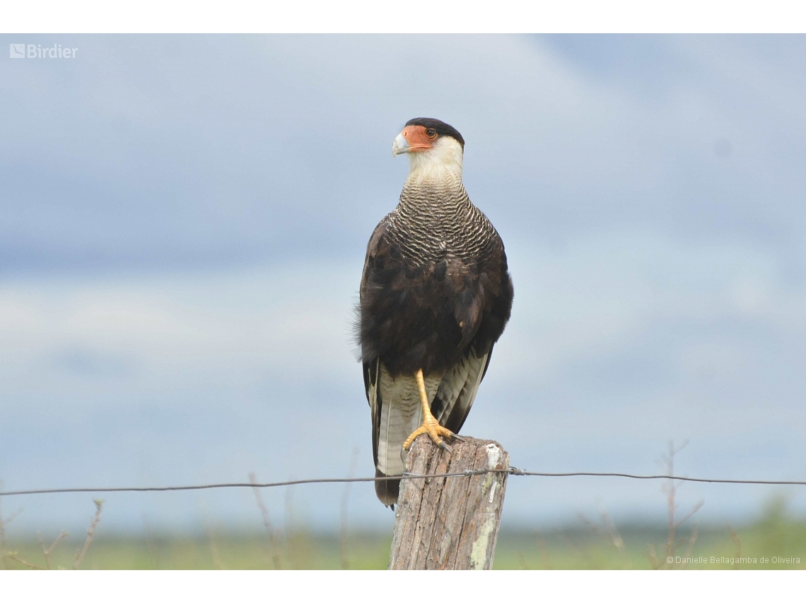 Caracara plancus