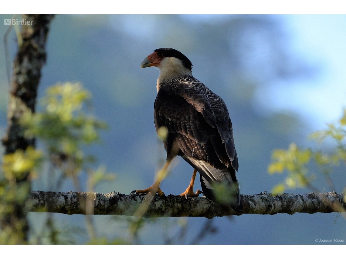 Caracara plancus