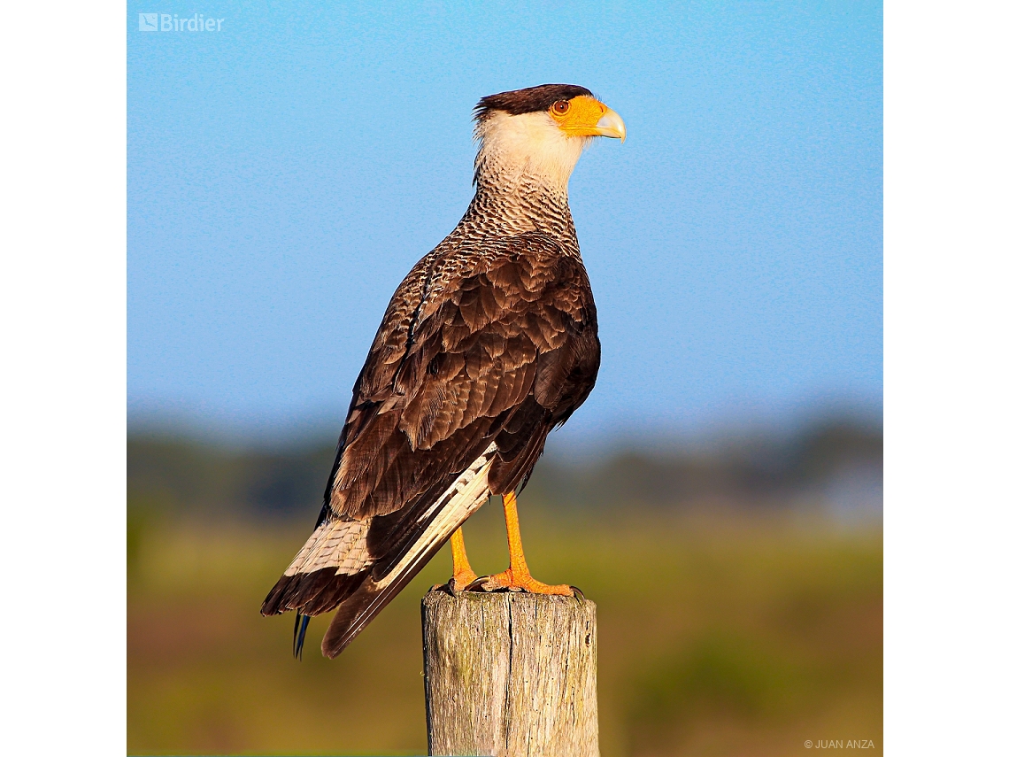 Caracara plancus
