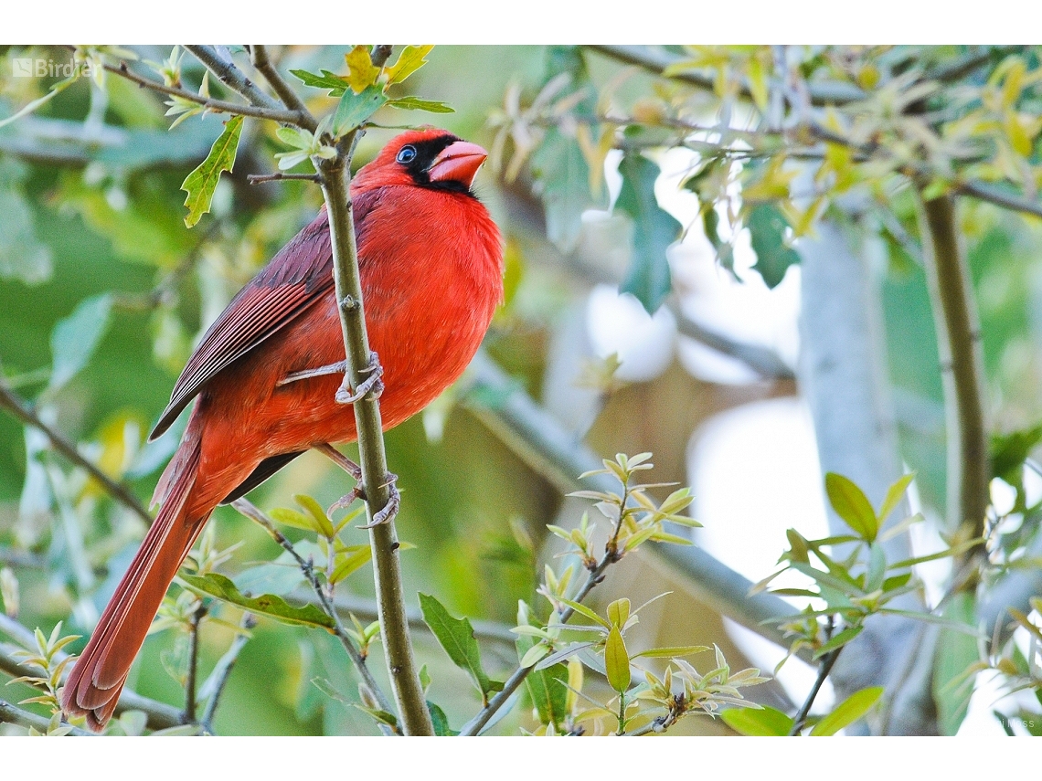 Cardinalis cardinalis