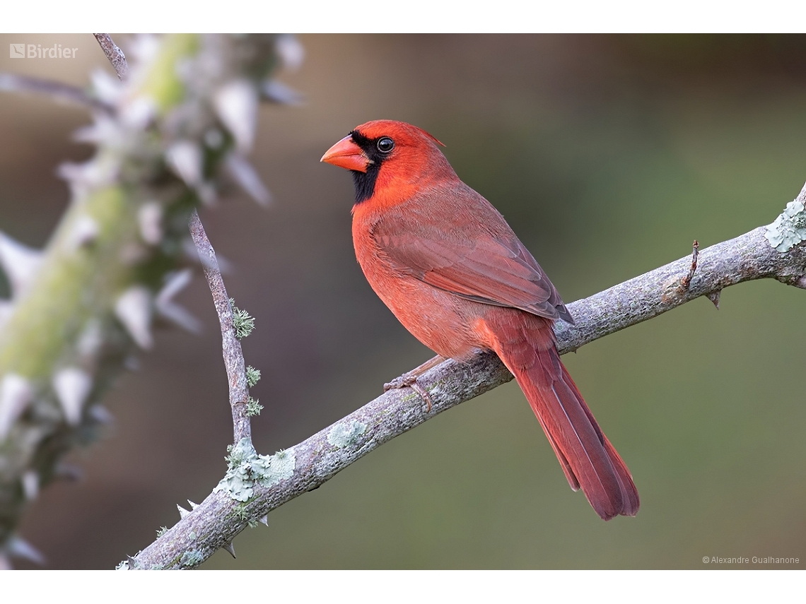 Cardinalis cardinalis