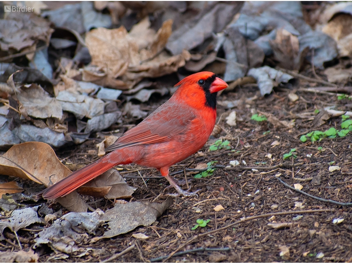 Cardinalis cardinalis