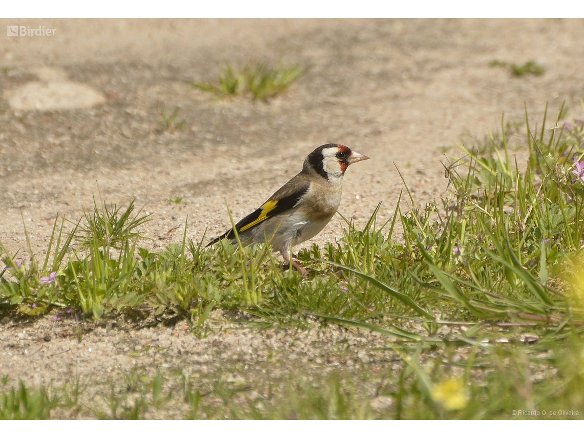 Carduelis carduelis