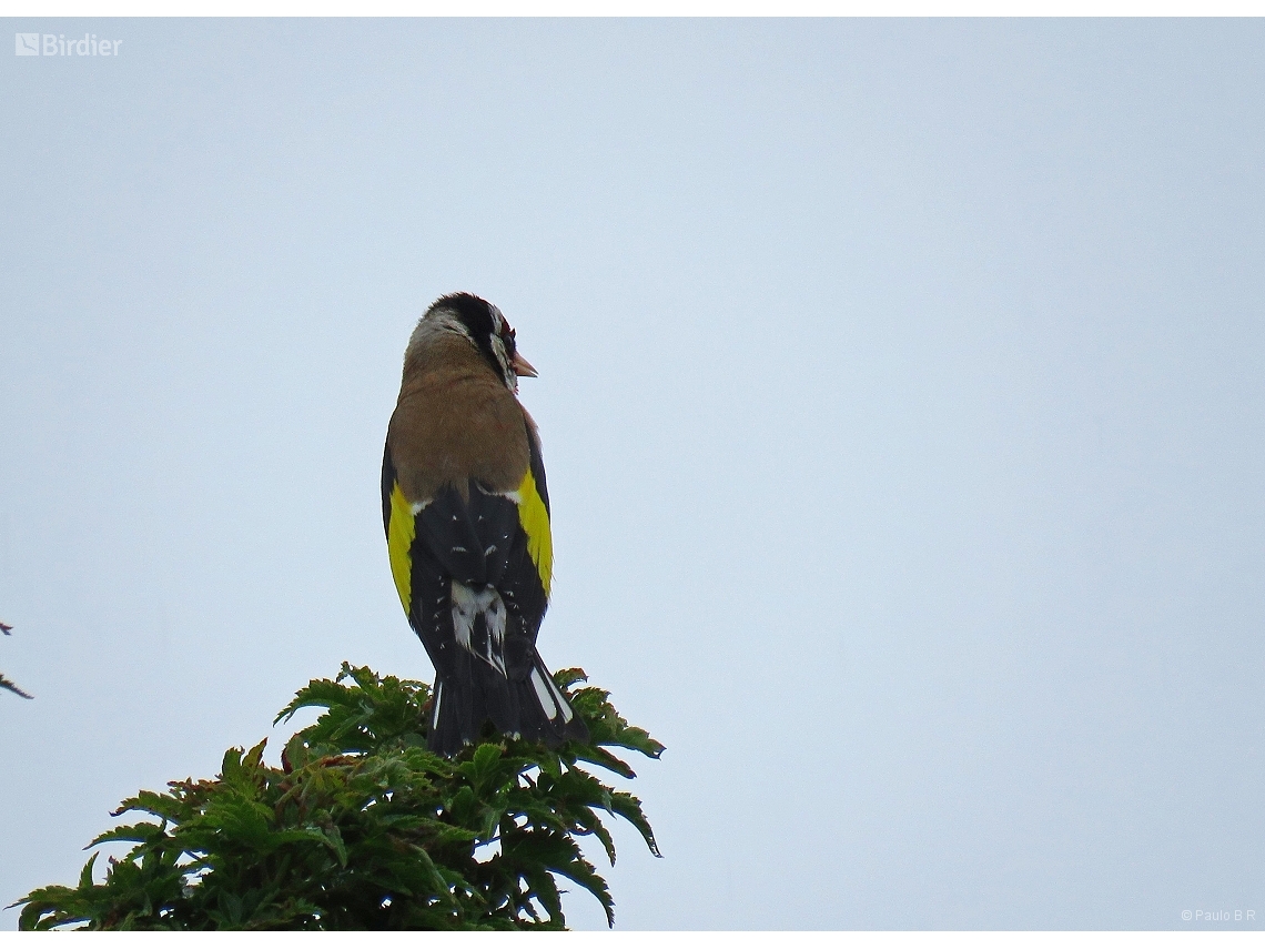 Carduelis carduelis