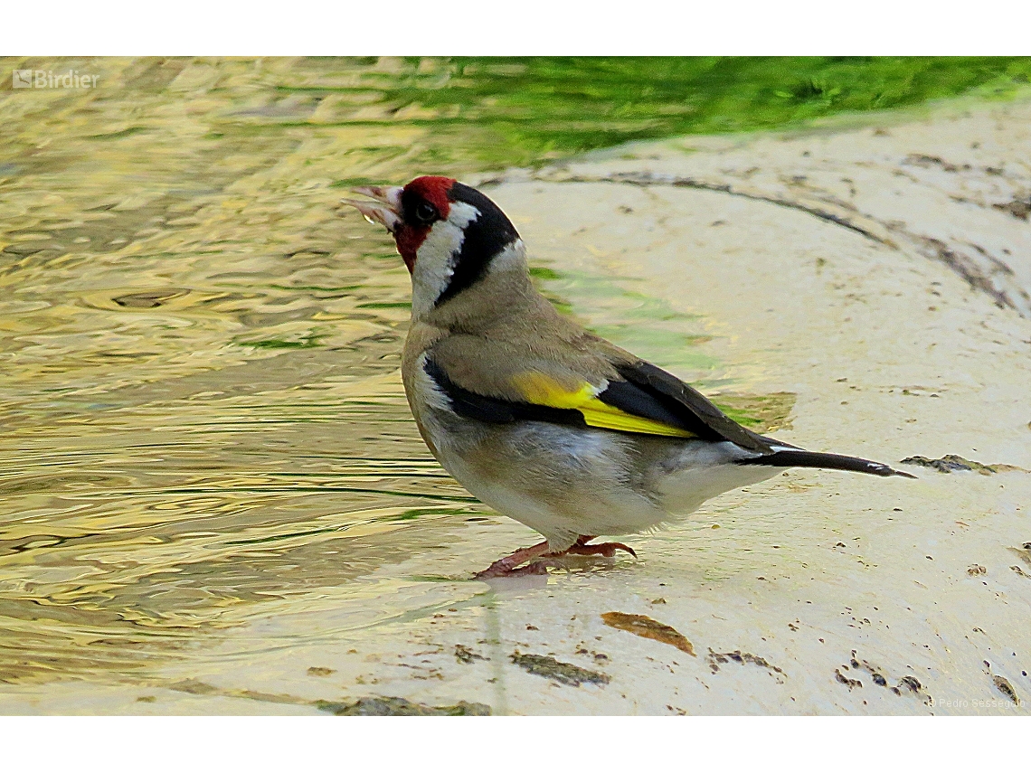 Carduelis carduelis