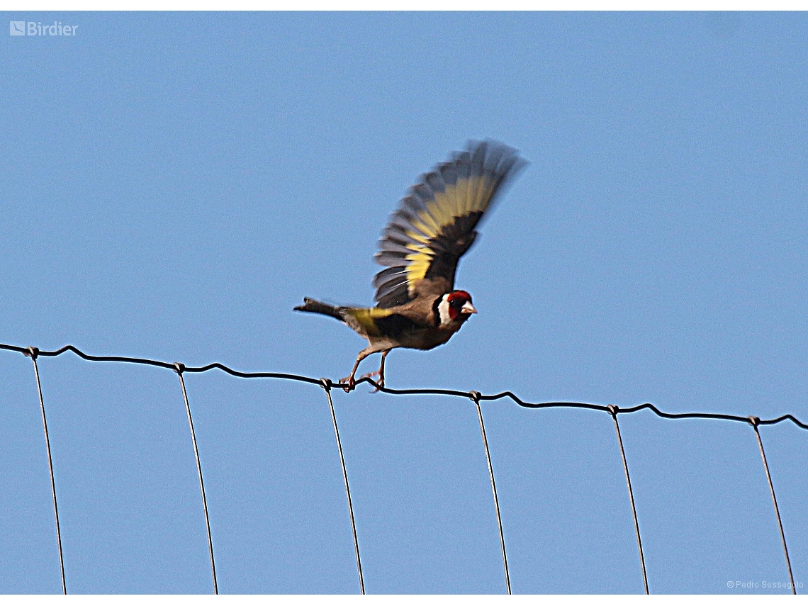 Carduelis carduelis