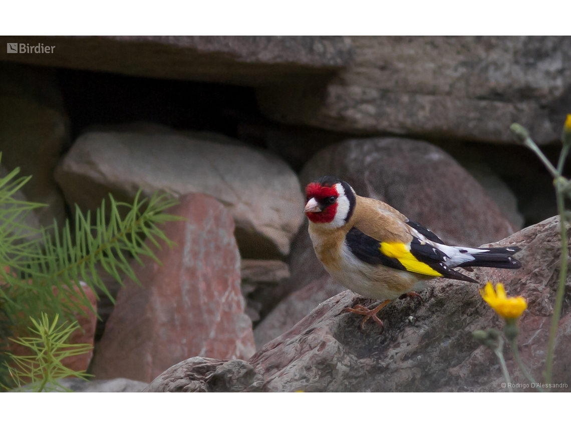 Carduelis carduelis