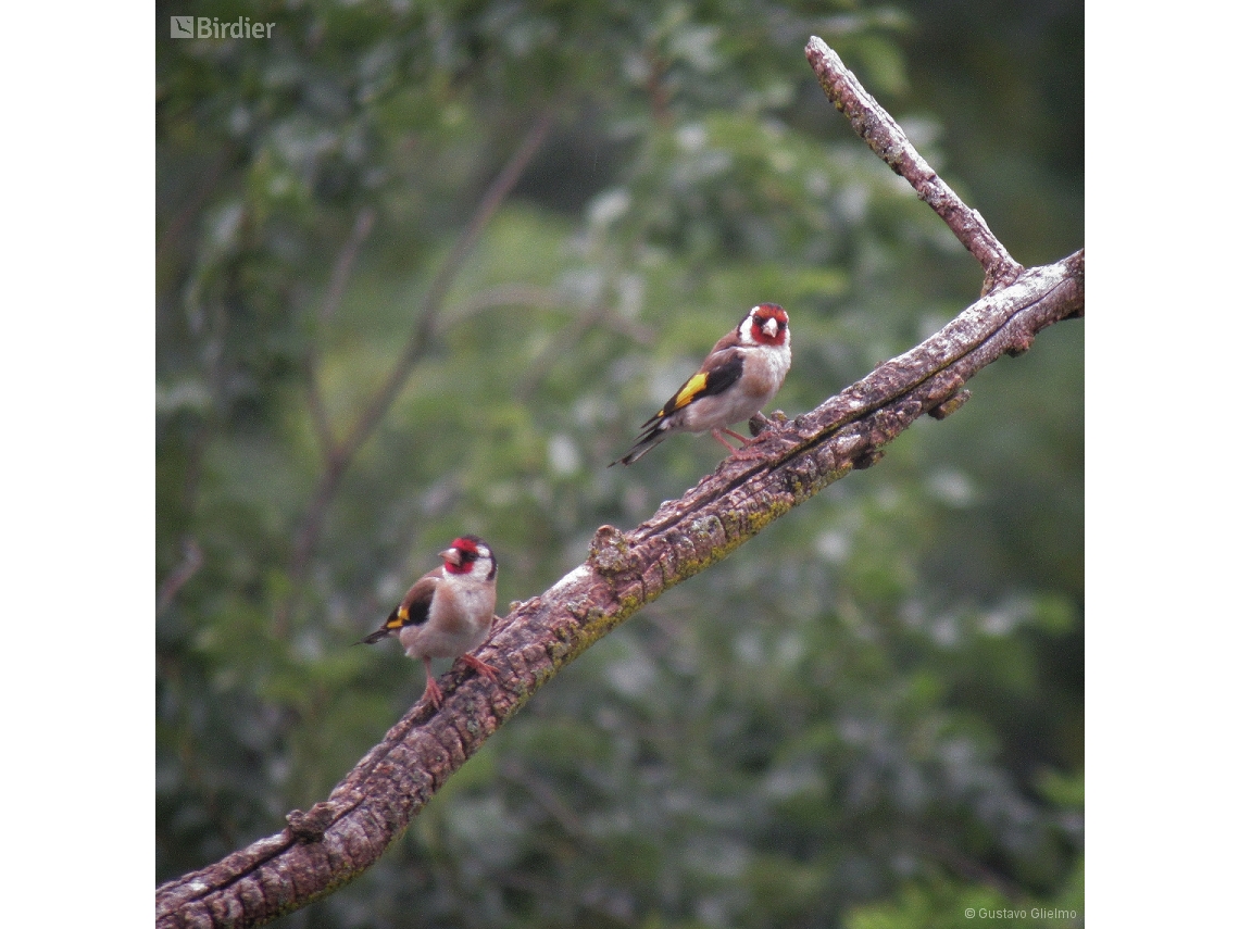 Carduelis carduelis