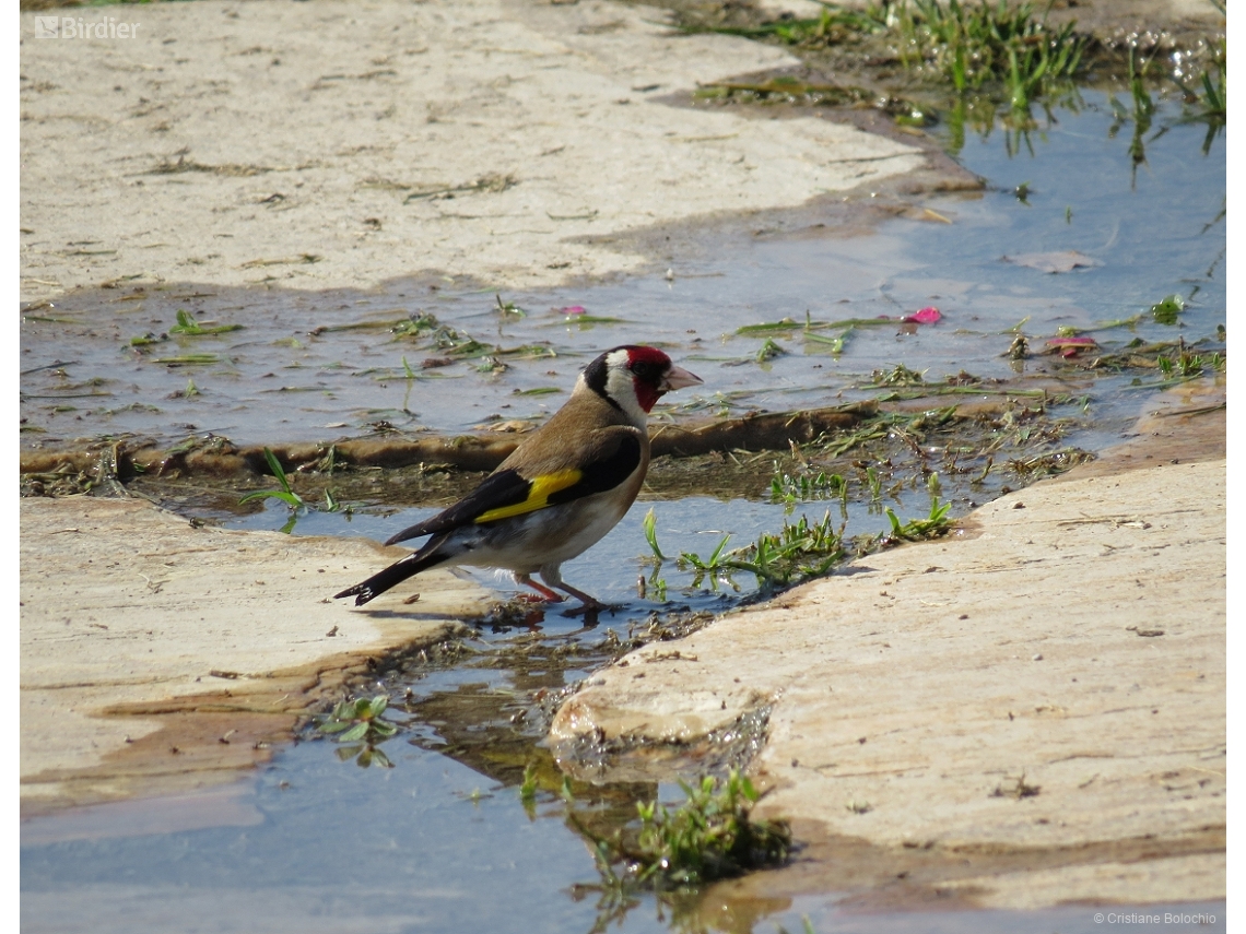 Carduelis carduelis