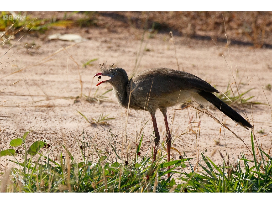 Cariama cristata