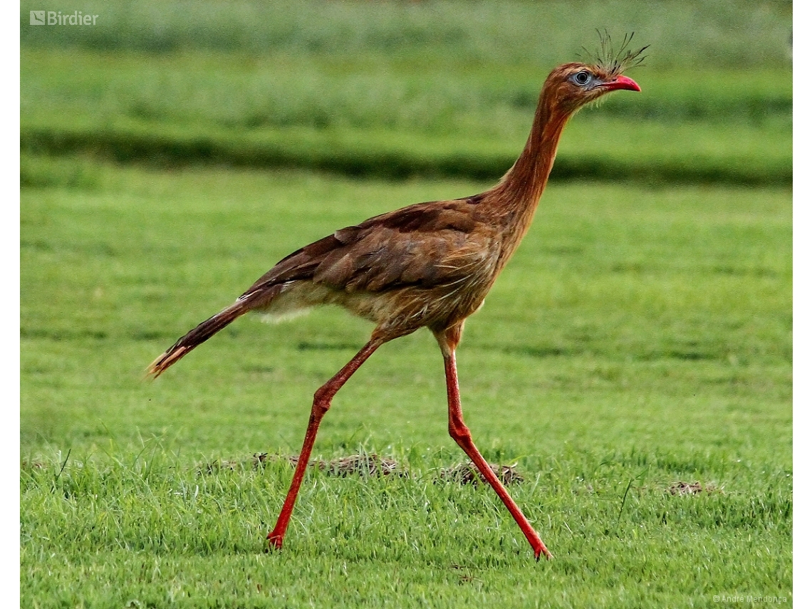 Cariama cristata