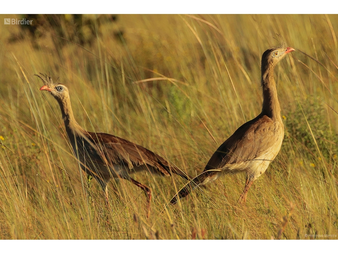Cariama cristata