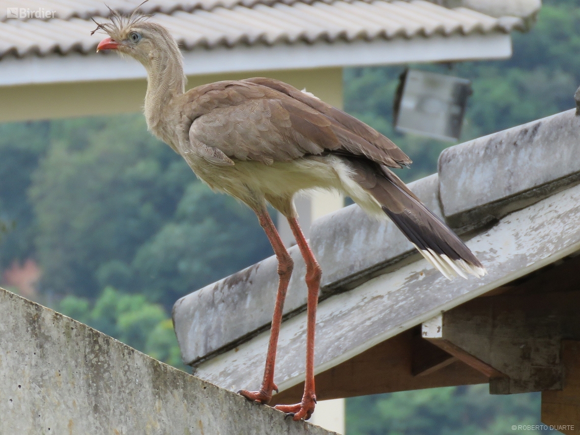 Cariama cristata