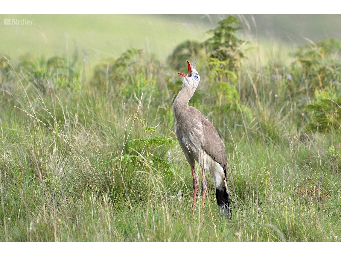 Cariama cristata