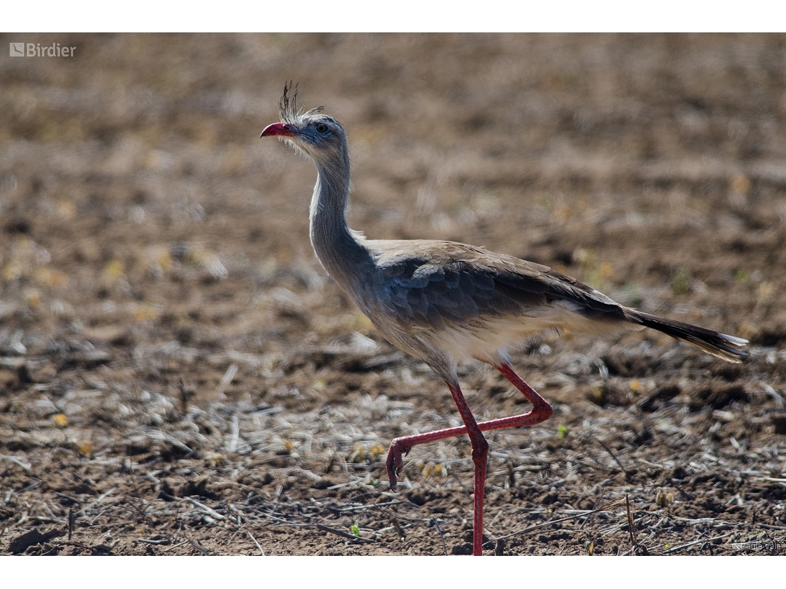 Cariama cristata