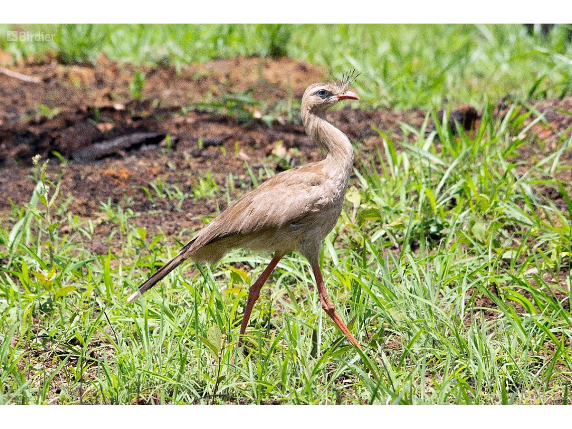 Cariama cristata