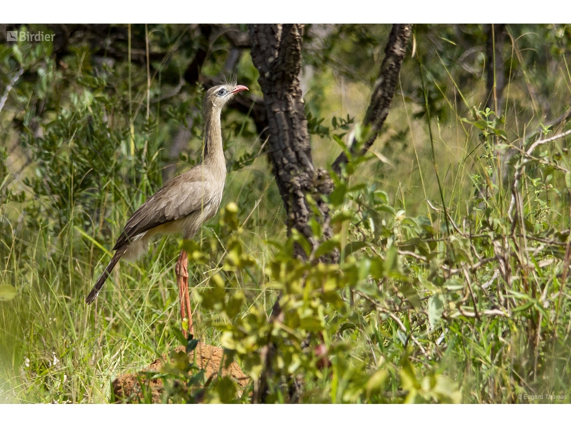 Cariama cristata