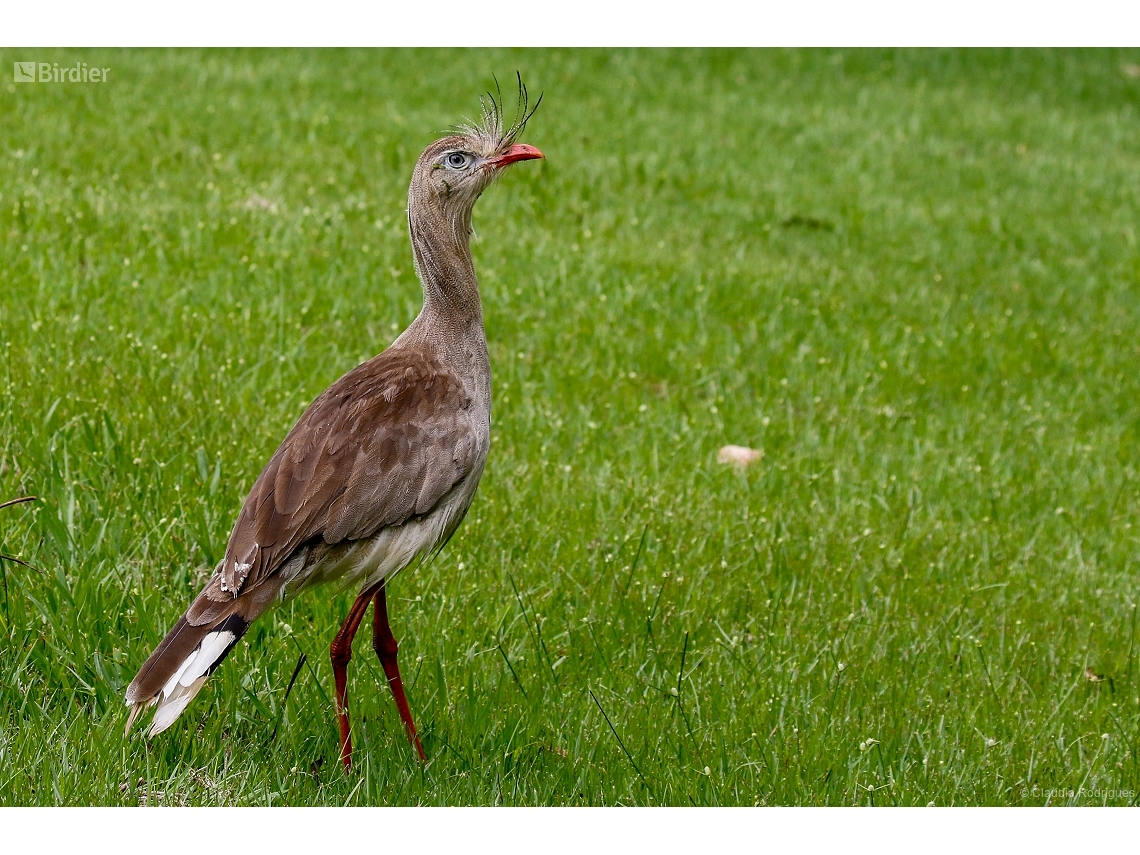 Cariama cristata