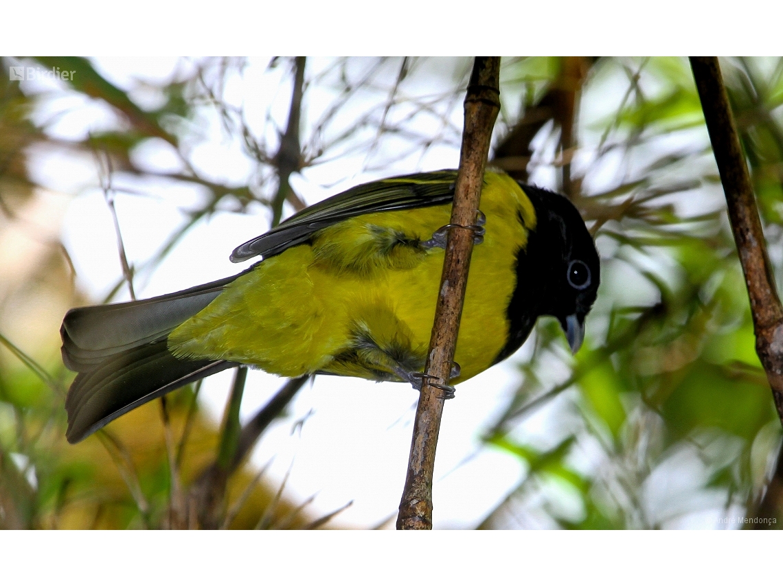 Carpornis cucullata