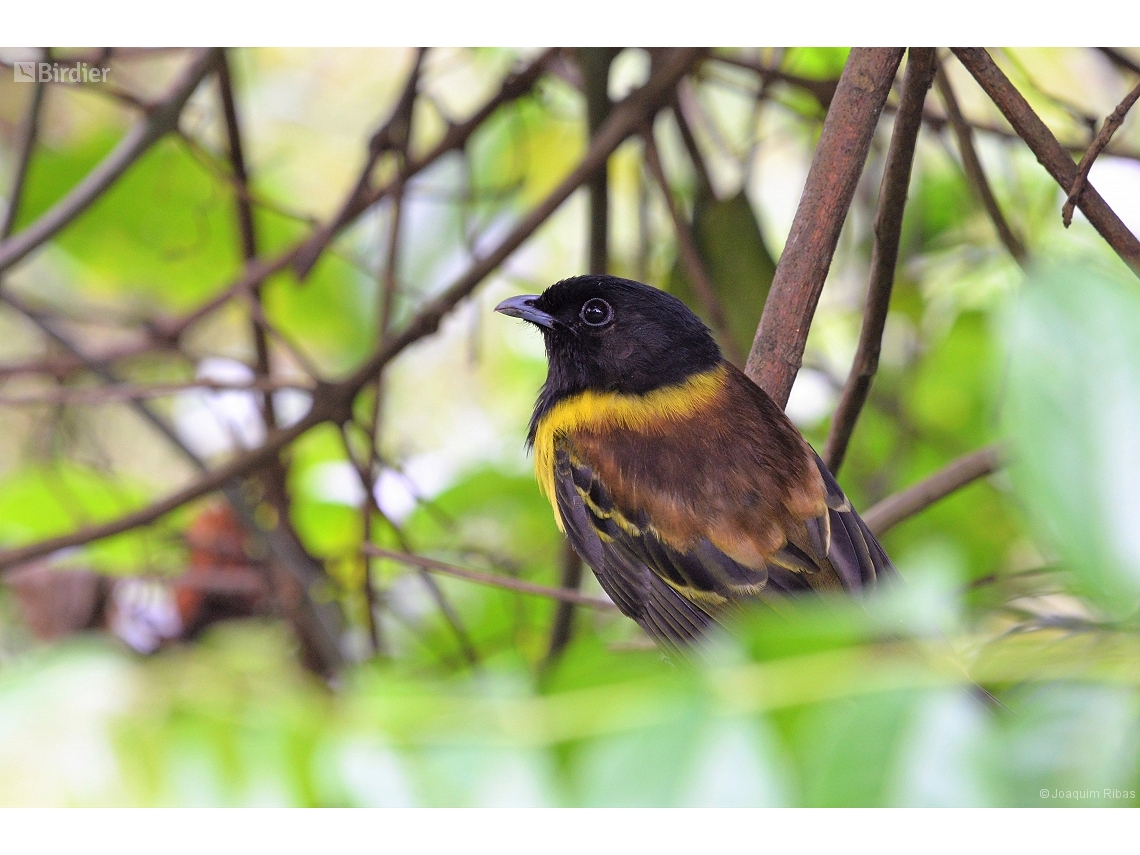 Carpornis cucullata