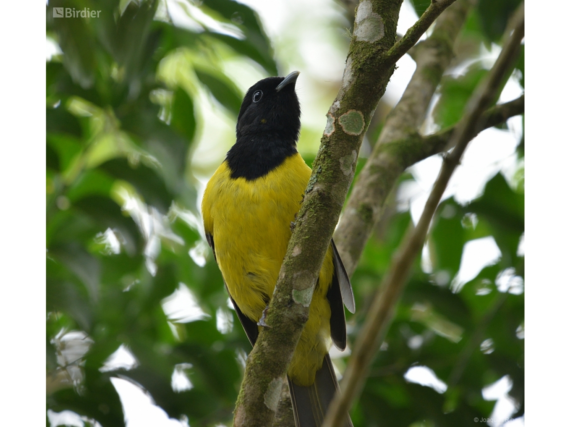 Carpornis cucullata