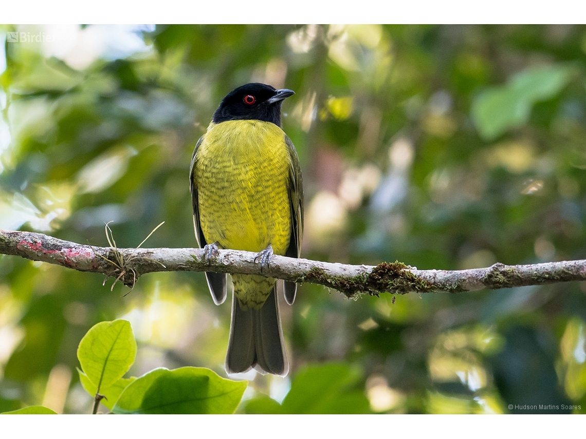 Carpornis melanocephala