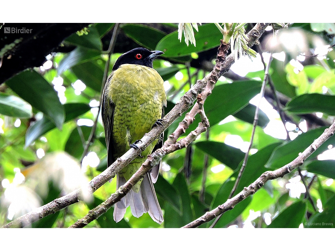 Carpornis melanocephala