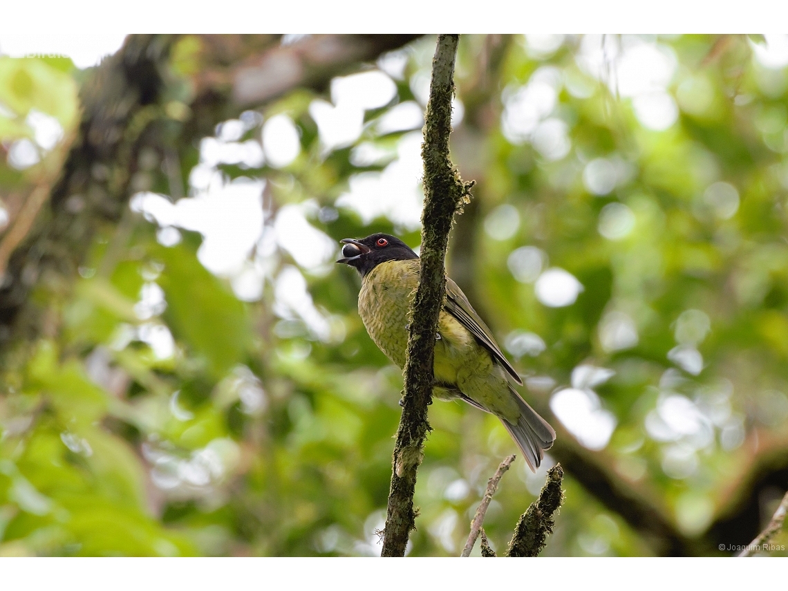 Carpornis melanocephala