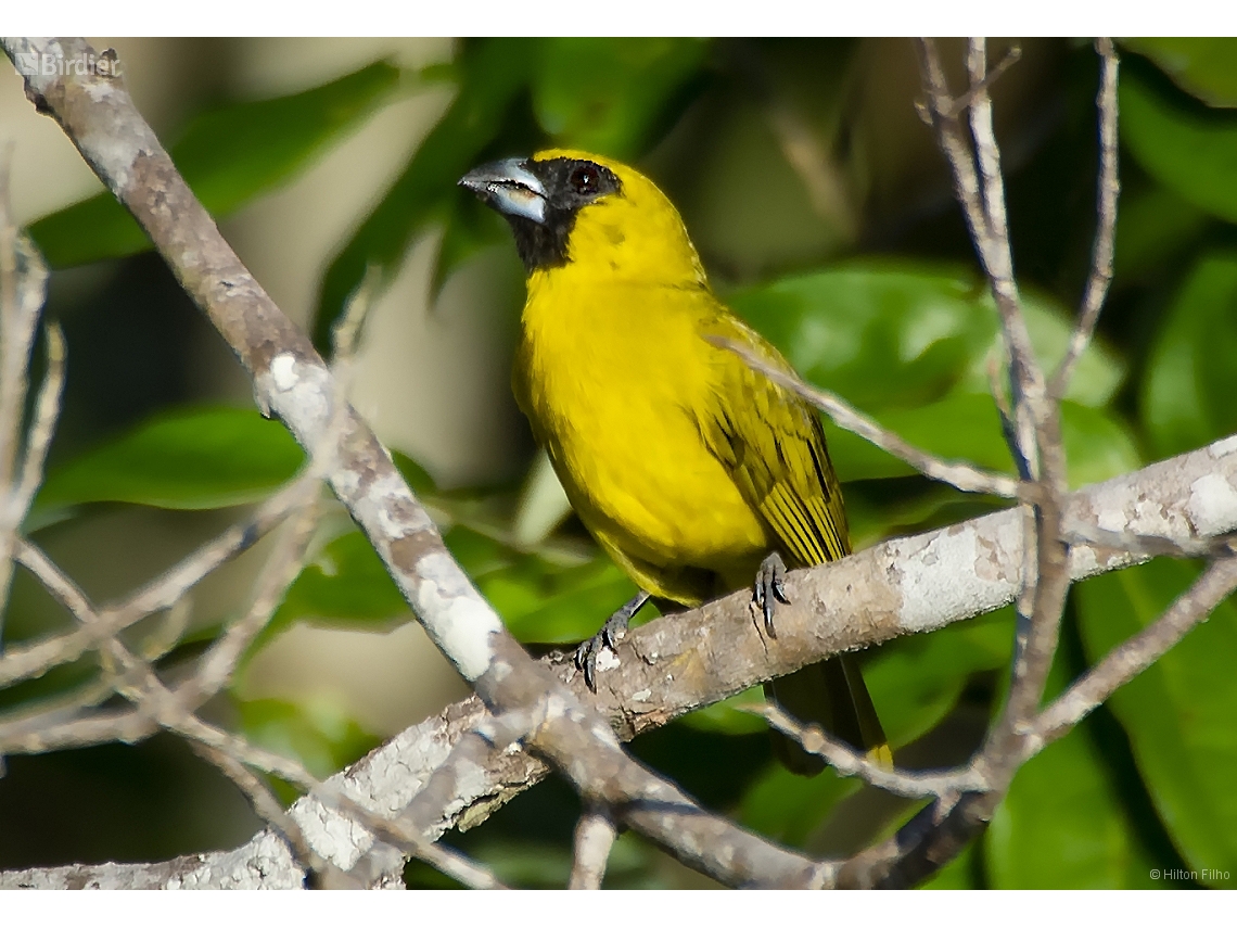 Caryothraustes canadensis