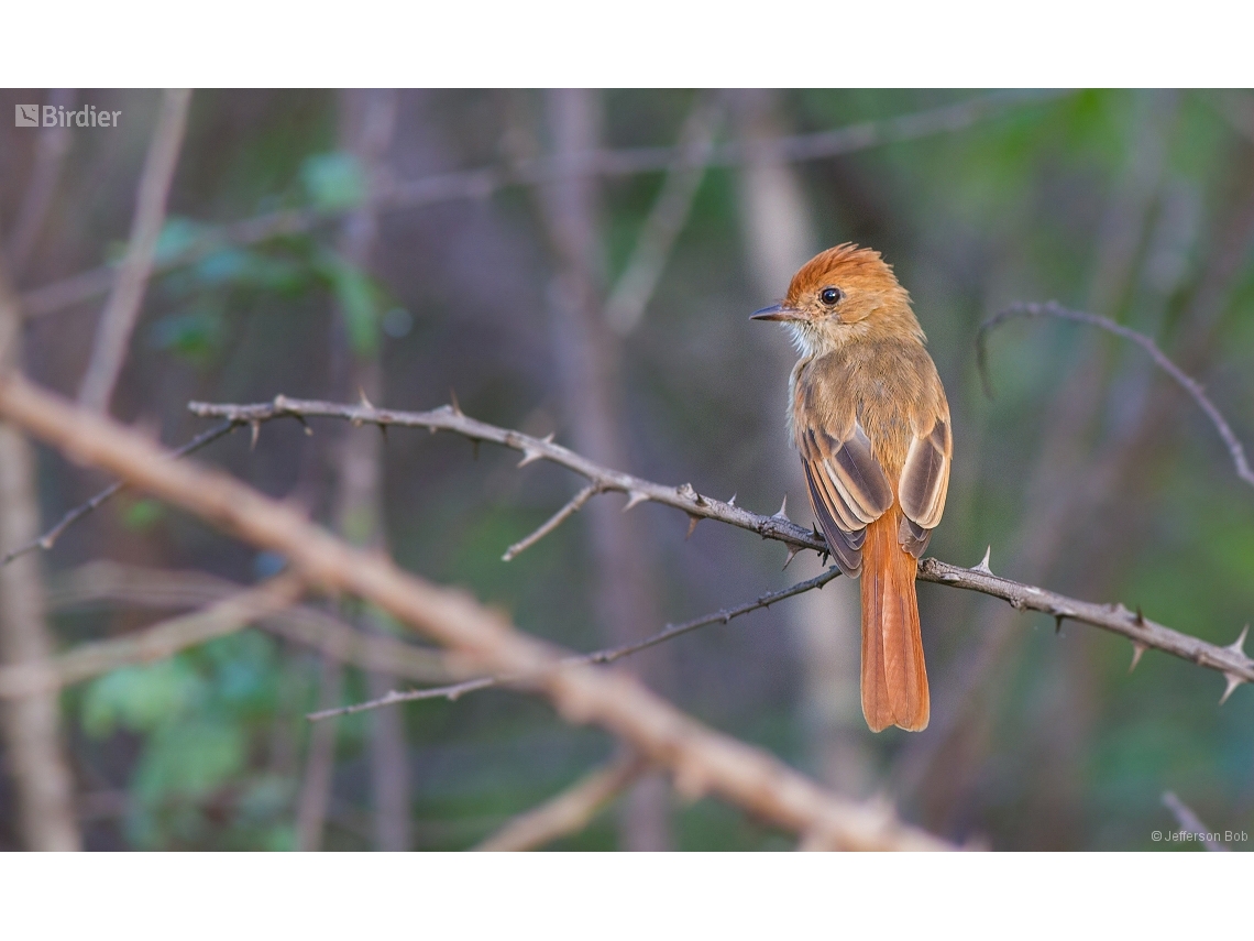 Casiornis fuscus