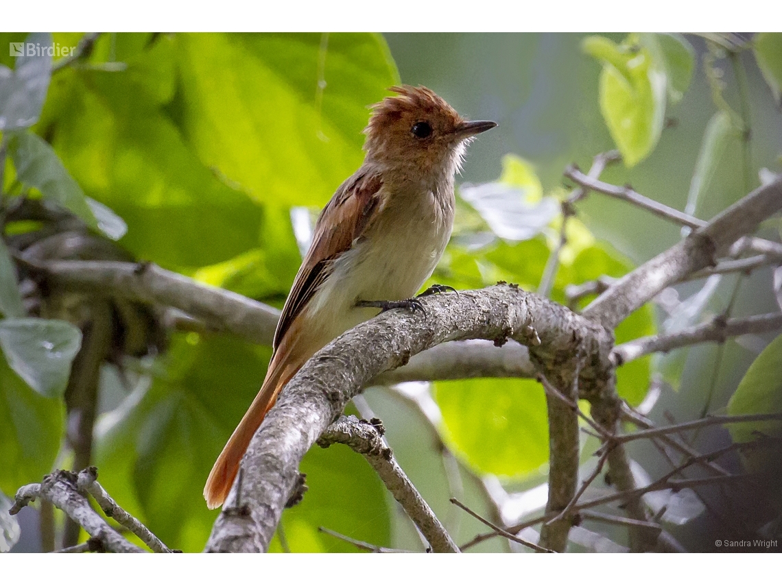 Casiornis fuscus