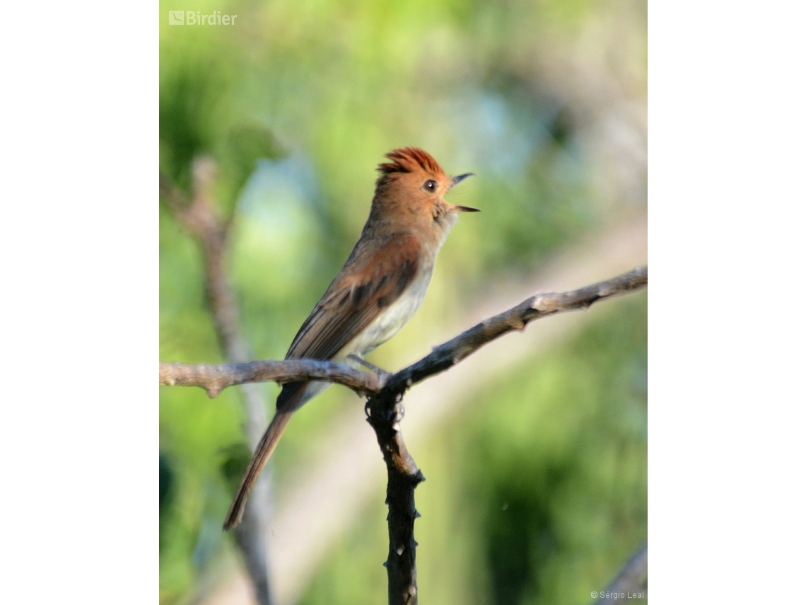 Casiornis fuscus