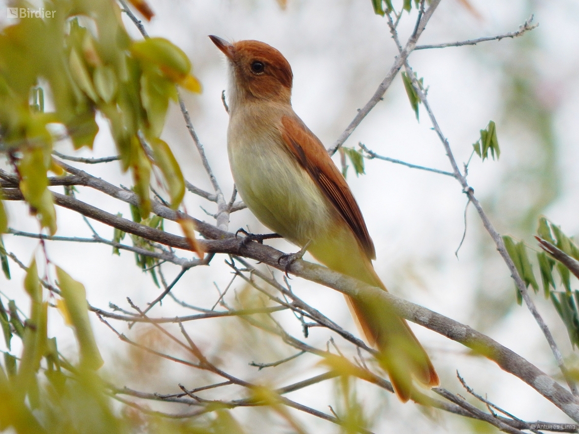 Casiornis fuscus