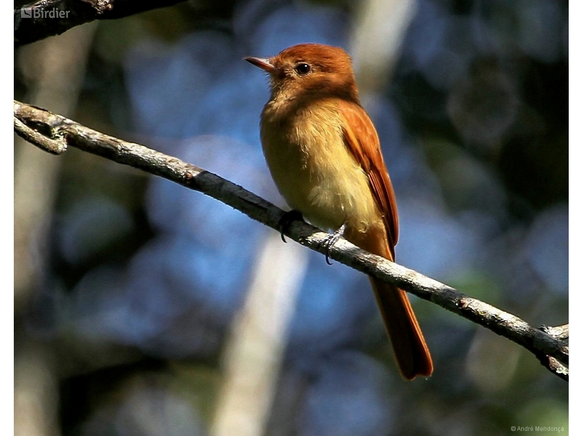 Casiornis rufus